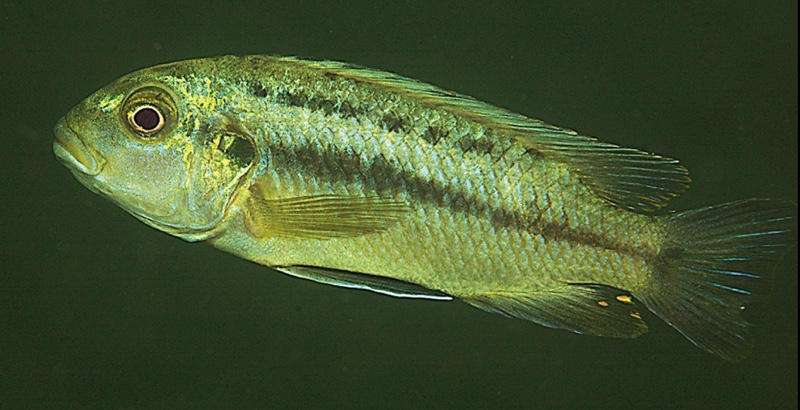 Melanochromis robustus 'Mumbo Island'